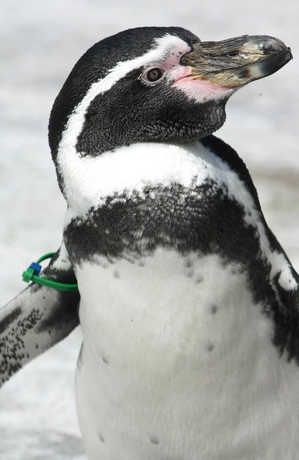 Dippy the penguin