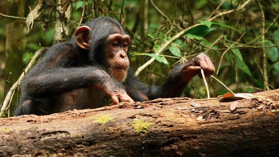 A chimpanzee using sticks to retrieve food from a hard-to-reach space