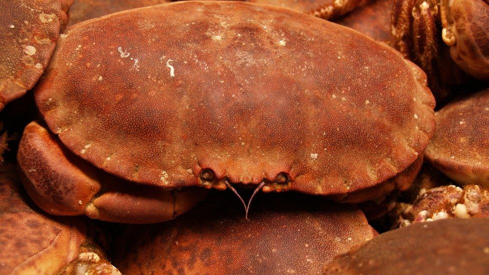 Brown crabs