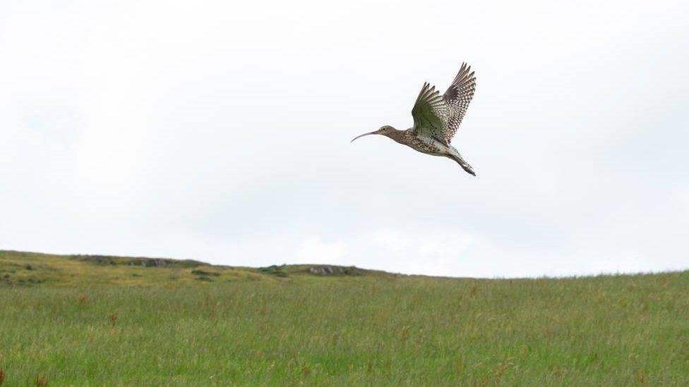 Flying curlew