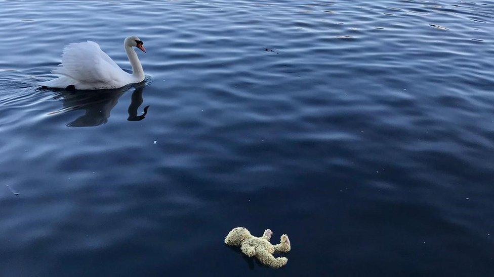 Teddy floating in lake with swan