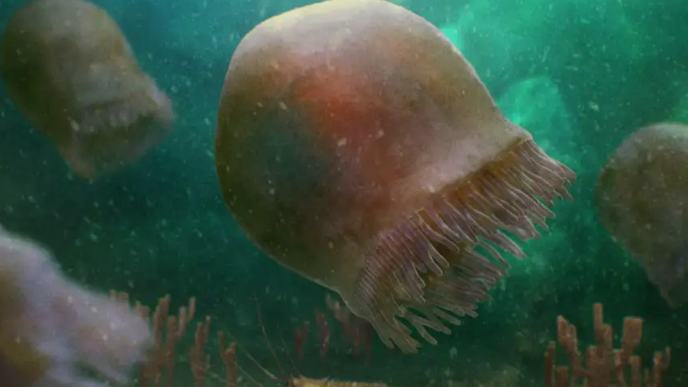 Artist's impression of the ancient jellyfish Burgessomedusa phasmiformis