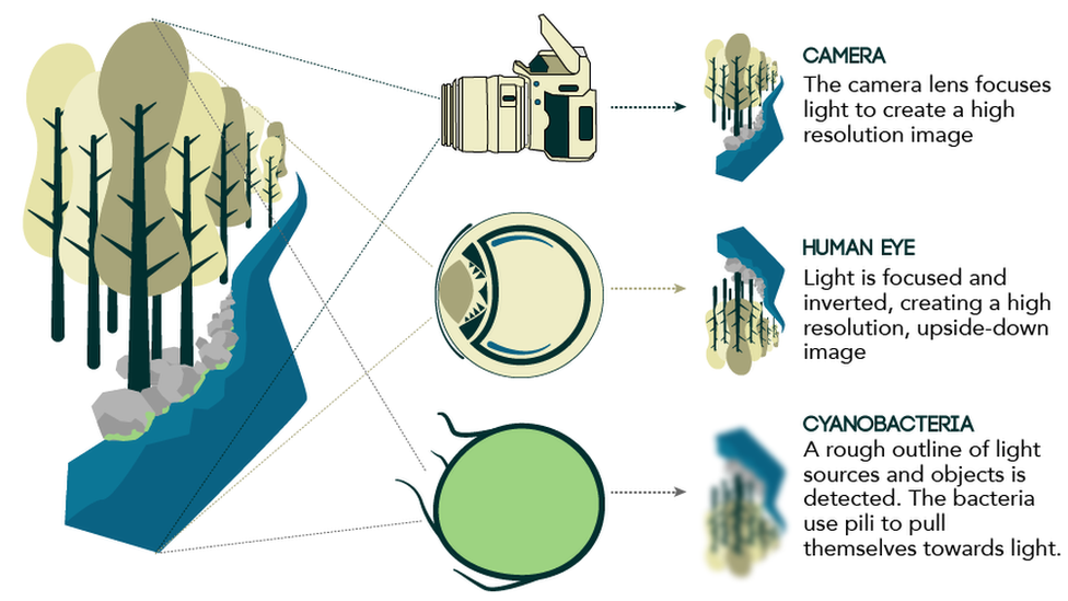 diagram of different types of vision