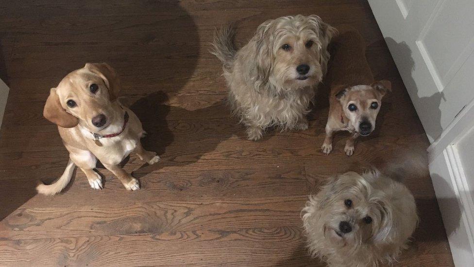 Four dogs looking up at camera