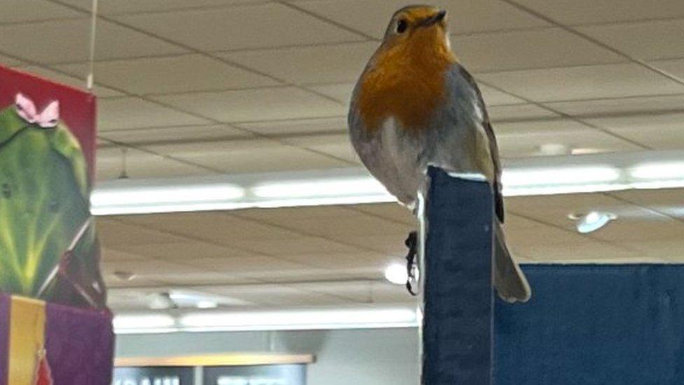 Robin in Aldi