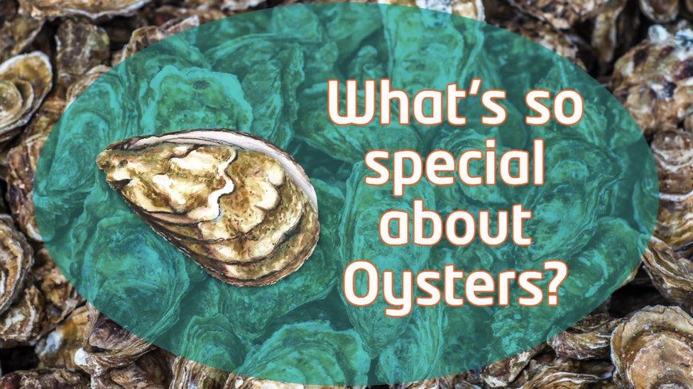 What's so special about oysters?