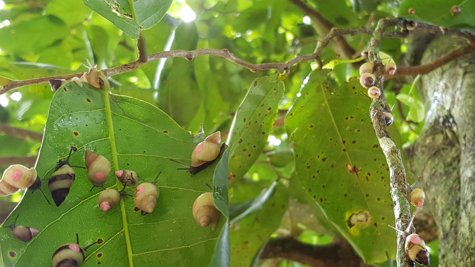 Polynesian tree snails