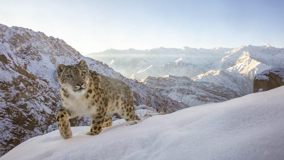 A snow leopard stalks through a winter scene atop mountains with the sun peeking behind the background Himalayas