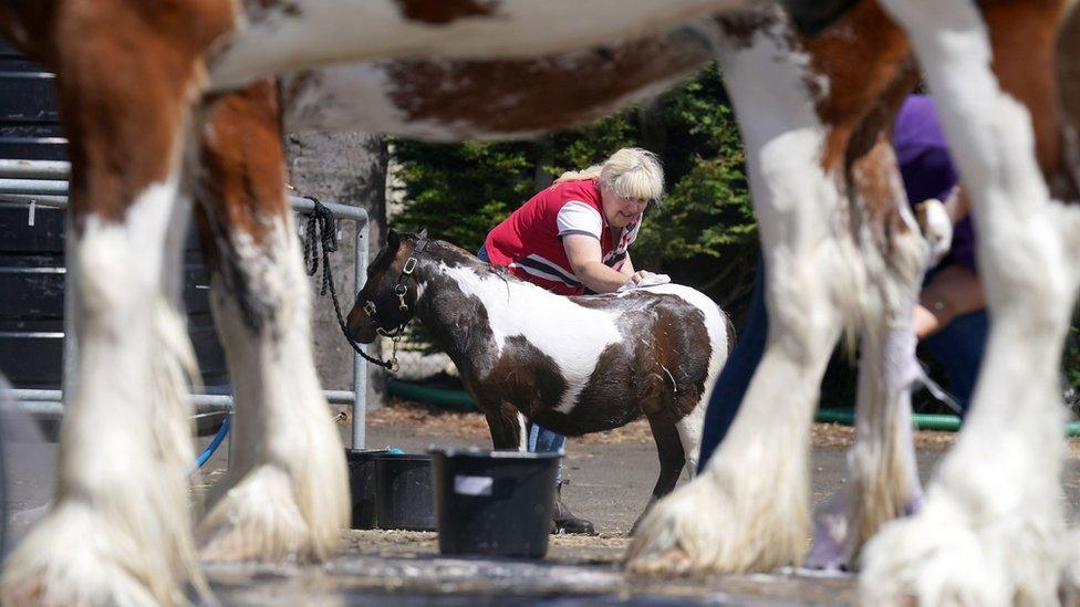 A miniature Shetland pony is washed next to Clydesdale horses