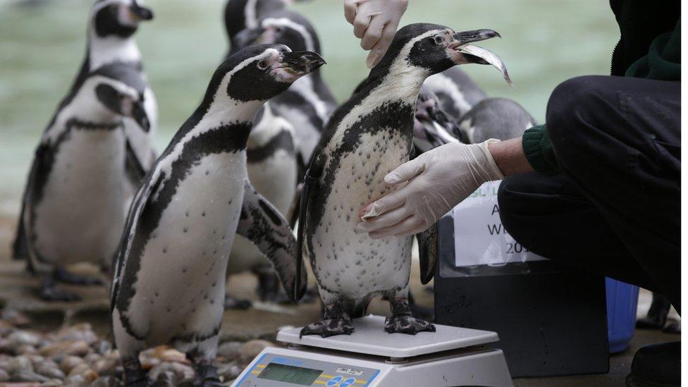 Penguins get weighed at London Zoo