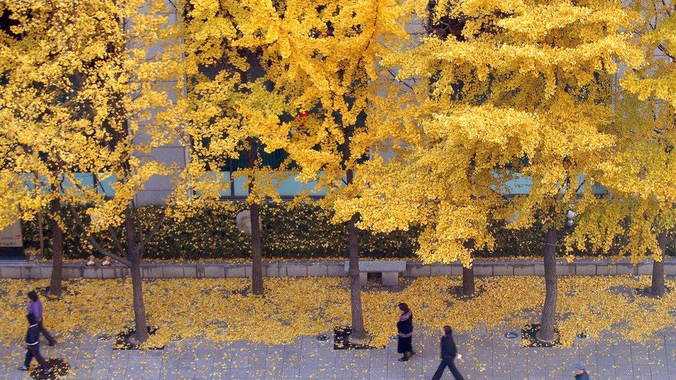 Gingko trees in Seoul