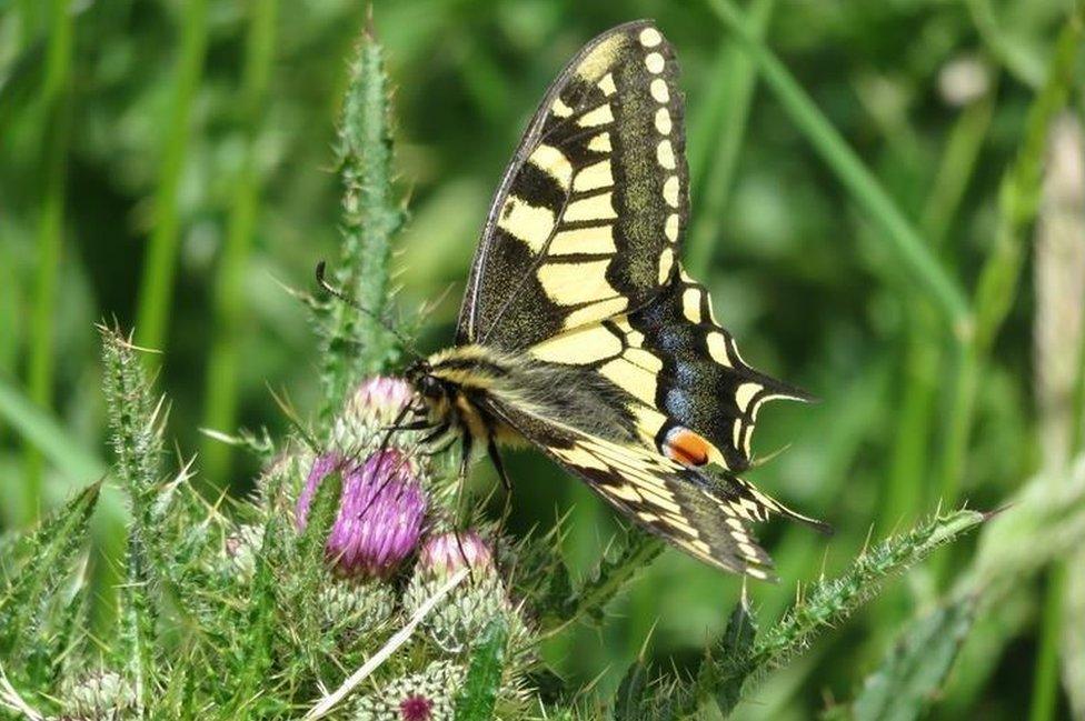 Swallowtail butterfly