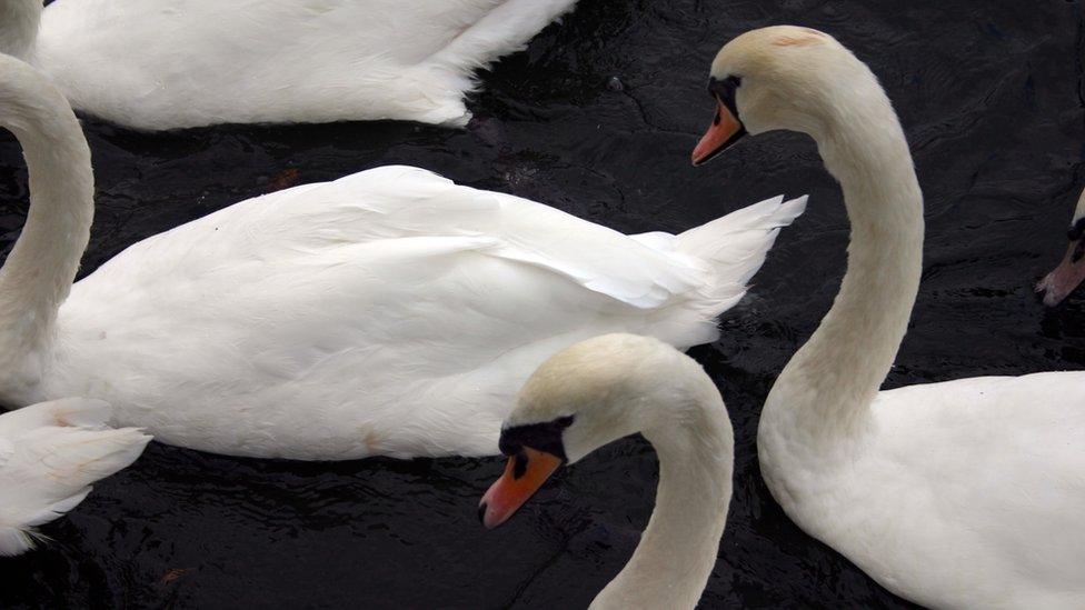 Swans