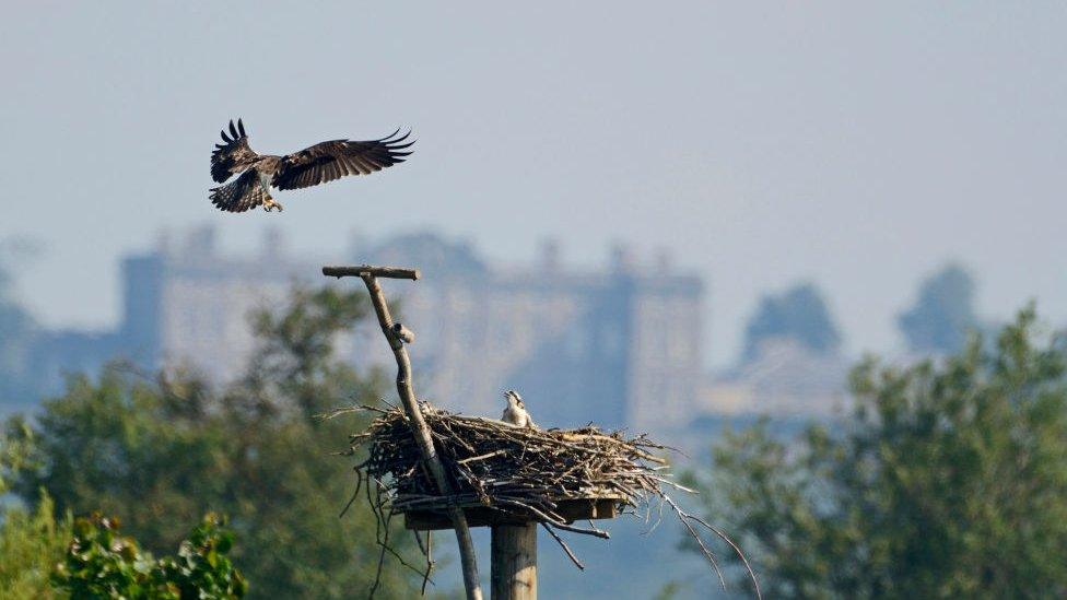 Osprey flying to nest