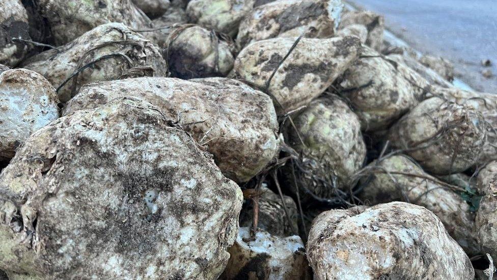 Sugar beet piled up