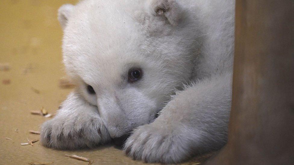 Polar bear cub