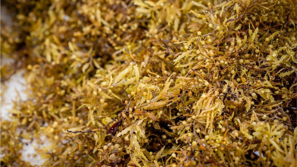 close-up of sargassum in Mexico