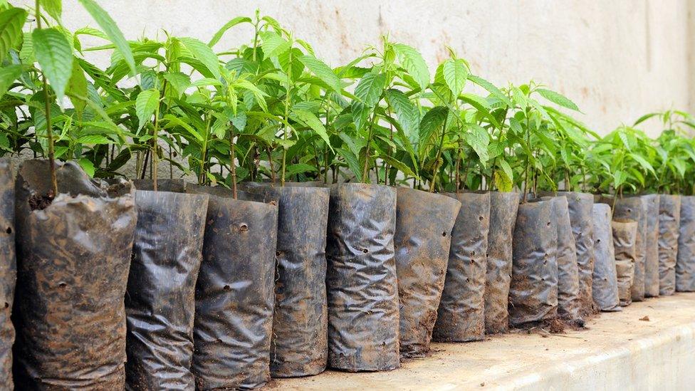 Saplings bagged for planting