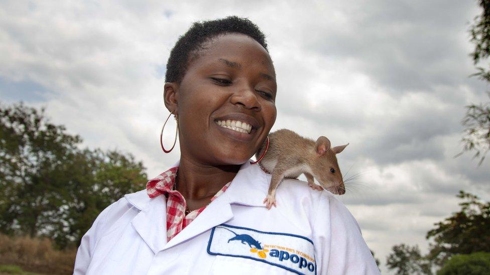 A rat with its trainer