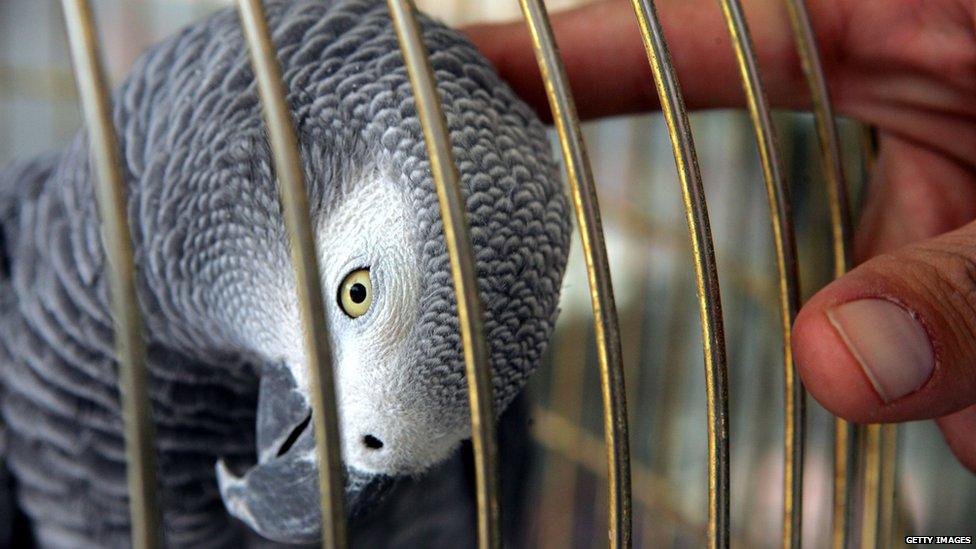 African Grey Parrot in a cage