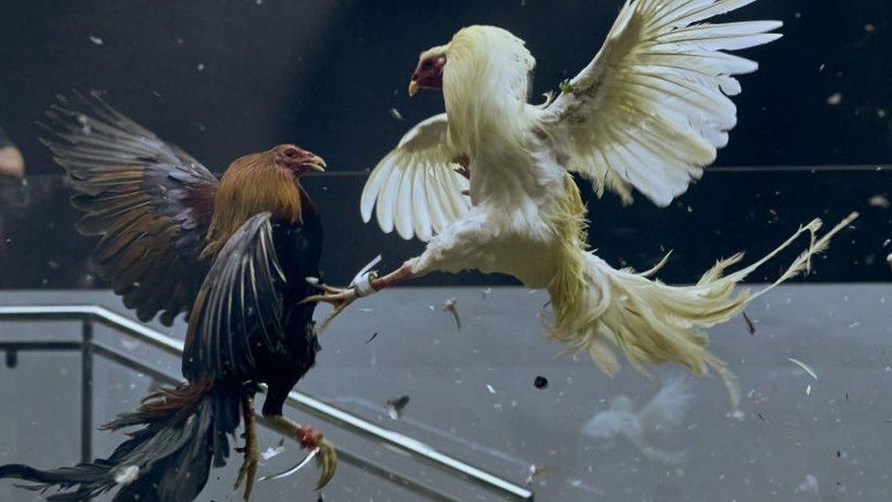 A cockfight