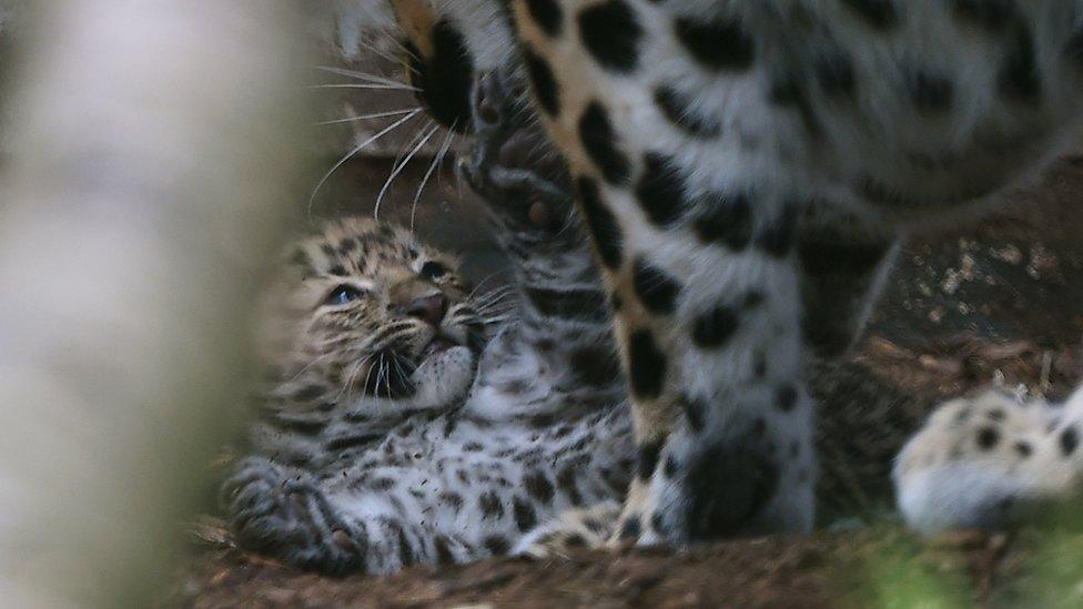 Amur leopard cub with its mother