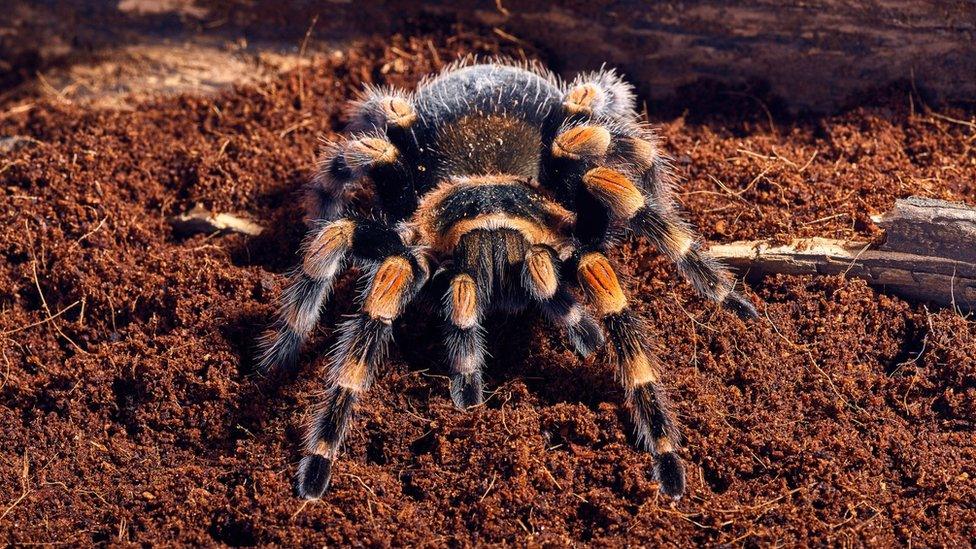 Mexican red knee tarantula Brachypelma smithi. close-up on a background of brown soil