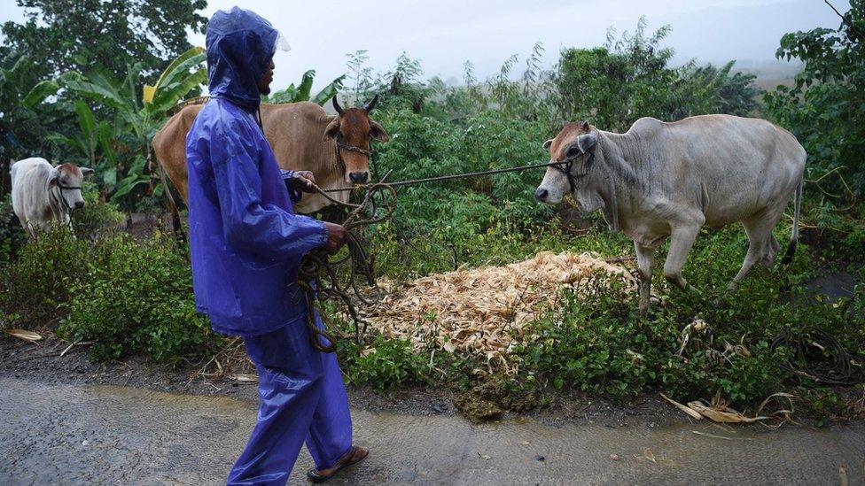 A farmer gathers his herd of cows to a safe place as Super Typhoon Mangkhut approaches the city of Tuguegarao