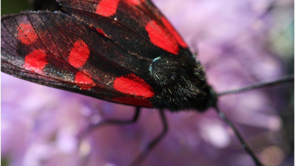 Six spot Burnet Moth