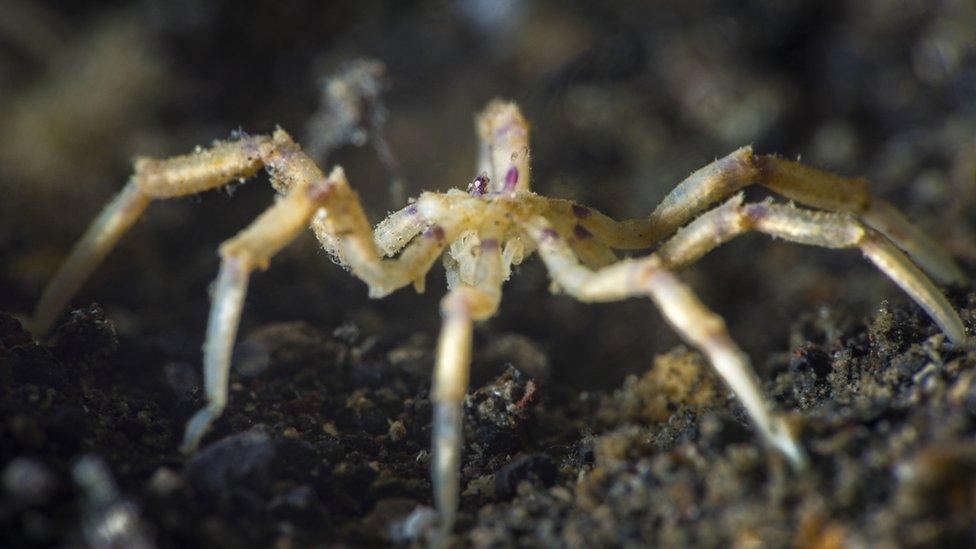 Sea spider