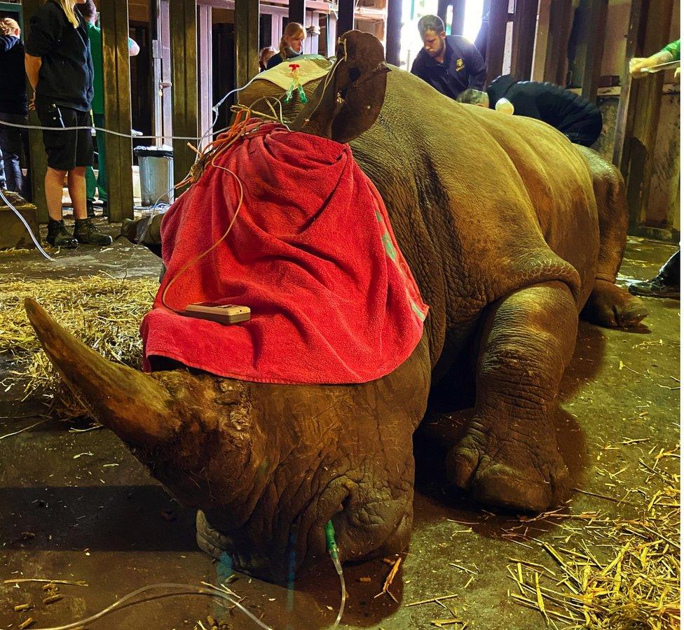 A rhino anaesthetised with a red blanket over its eyes