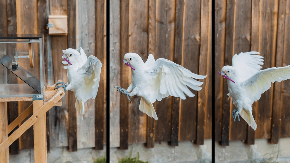 Figaro in three stages of flight with a tool in its mouth