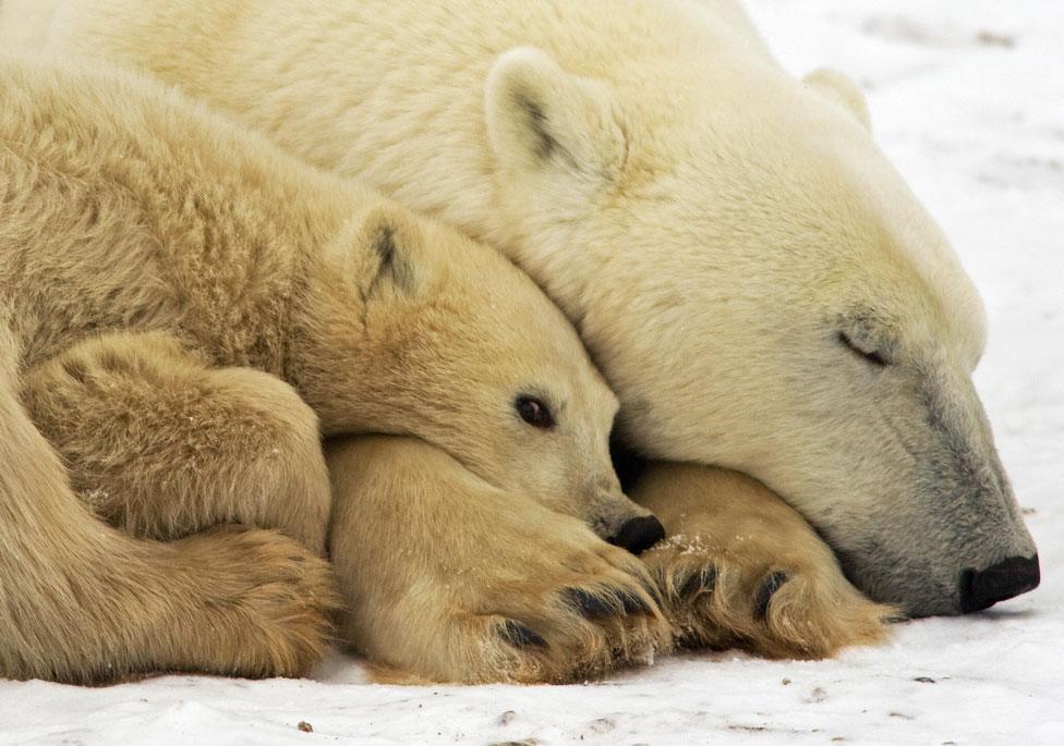 A polar sleeps with her cub