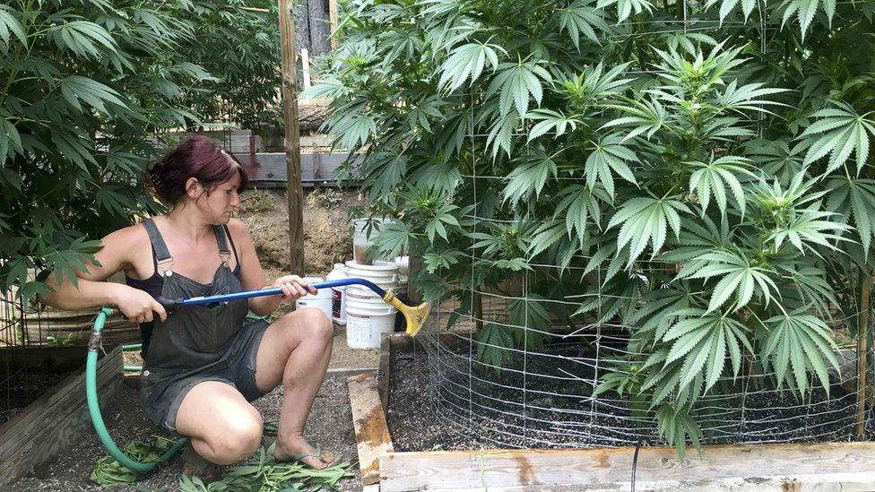 An unnamed worker waters cannabis plants on Steve Dillon's farm in Humboldt County, California, U.S. August 28, 2016.