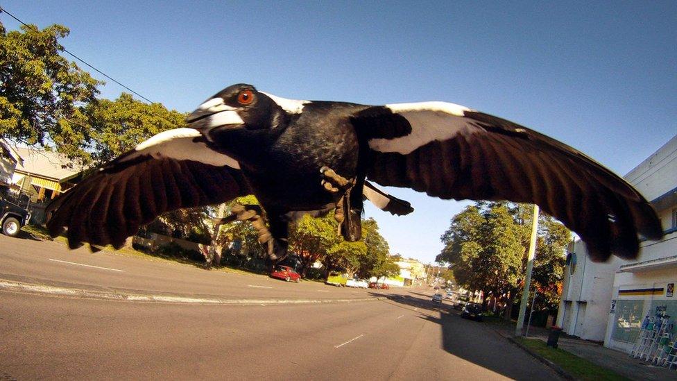 An Australian magpie swoops towards the camera in this file photo taken inn Newcastle, Australia, in 2011.