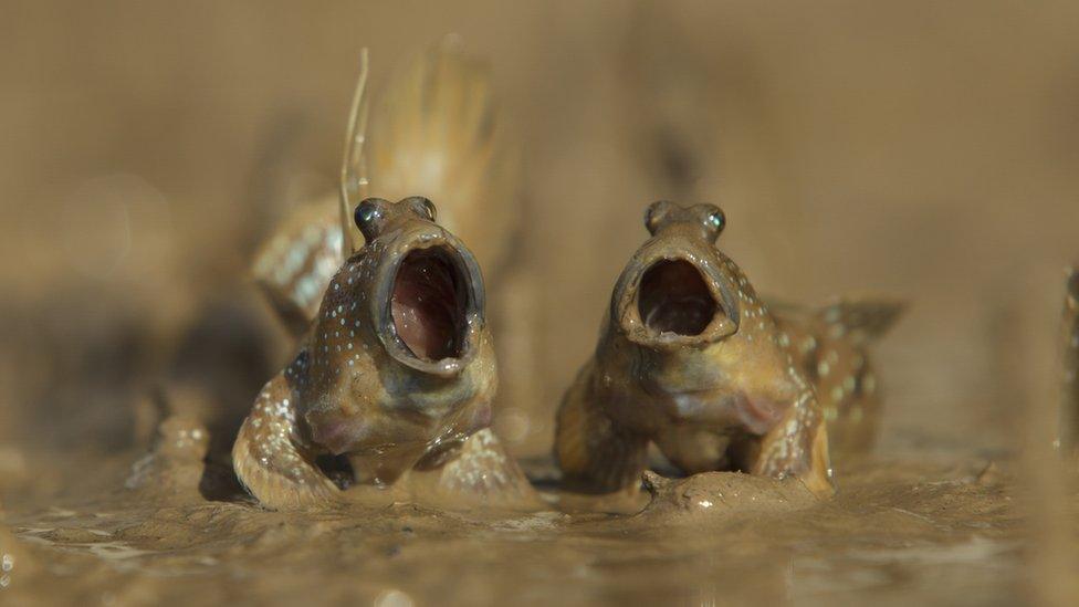 Two mudskippers open mouthed in Thailand.