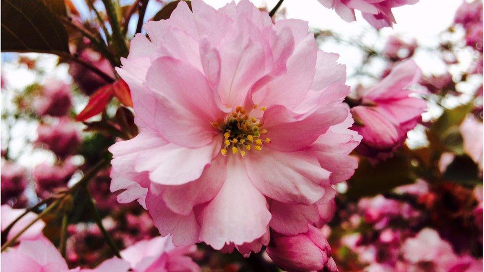 Beautiful blossom in Abingdon