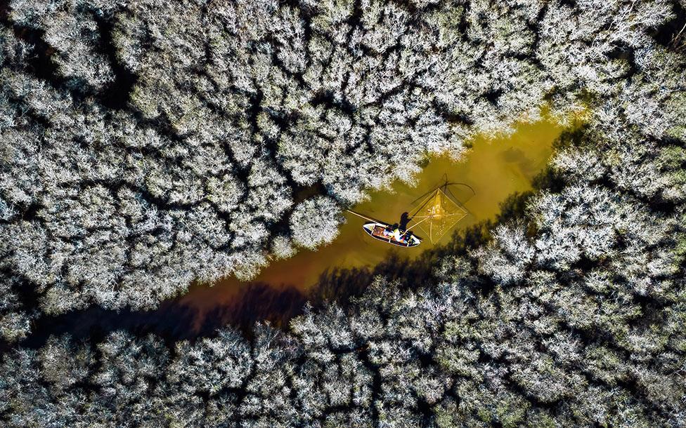 A local fisherman casts his net in the white flowered mangroves (Lumnitzera racemosa) of Bau Ca Cai, Vietnam