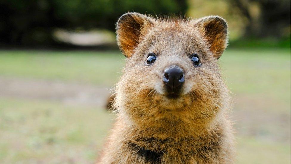 Quokka