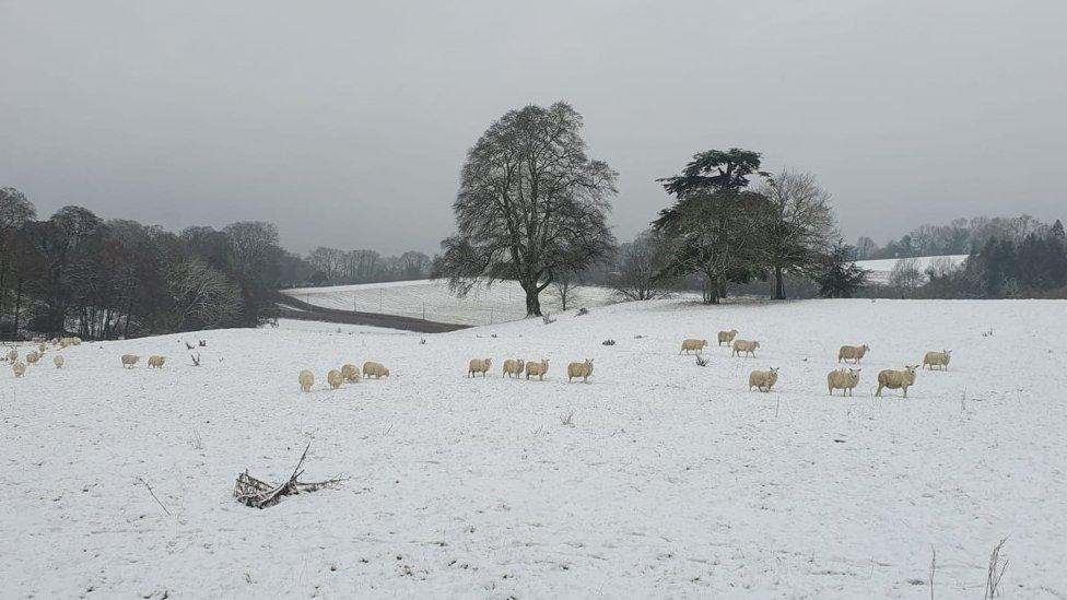 Sheep at Minterne Magna