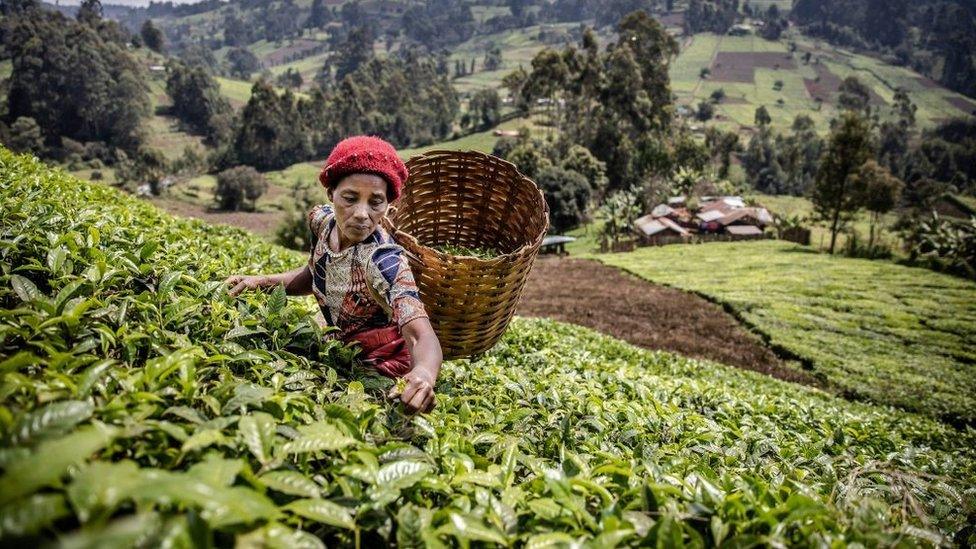 A Kenyan woman picks tea leaves at a tea plantation in Mathioya Constituency, Muranga, Kenya on August 20, 2021