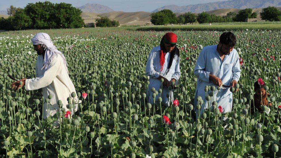 Afghan farmers collect raw opium as they work in their poppy field in Khogyani District of Nangarhar province on 29 April, 2013