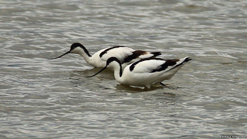 Avocets at the RSPB reserve in Belfast docks