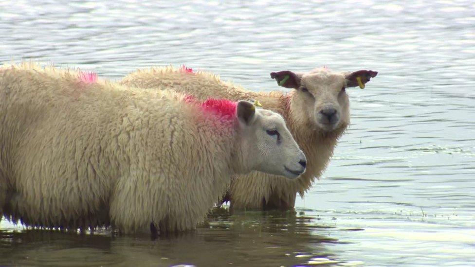 Sheep stranded in flooded field in County Down