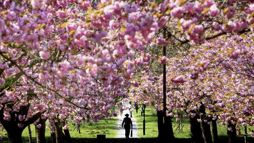 Trees in full blossom in Harrogate