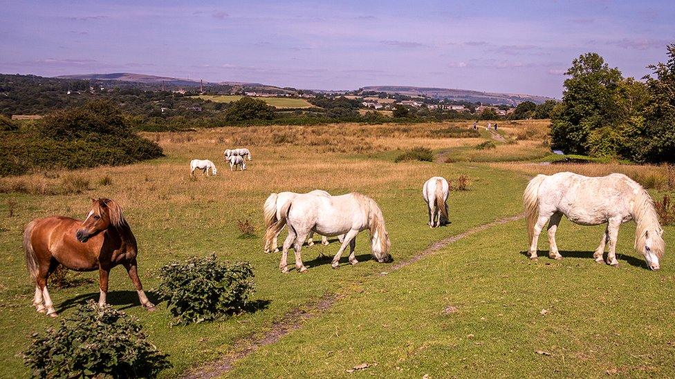 Horses grazing