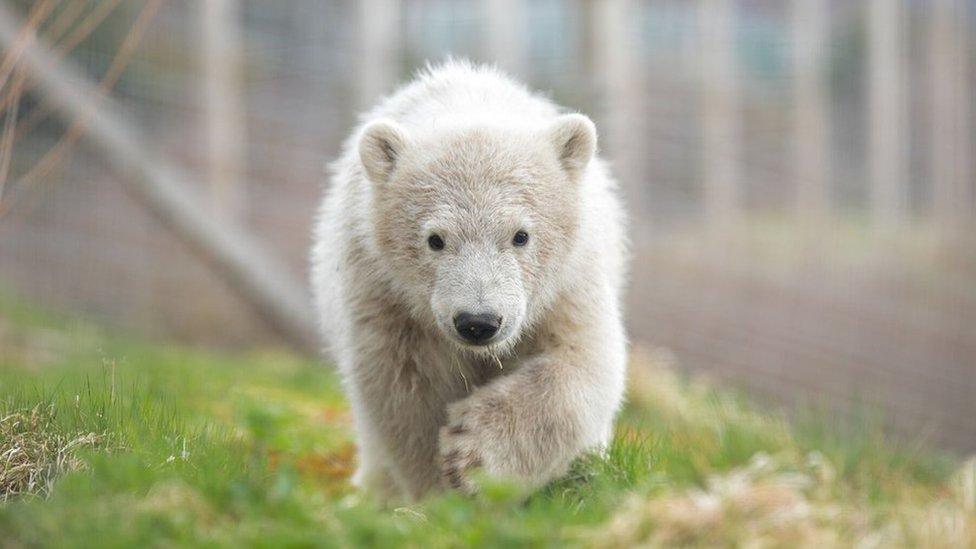 Polar bear cub Hamish