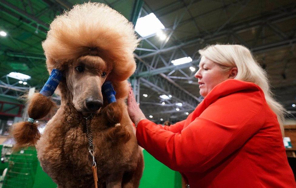 Standard poodle