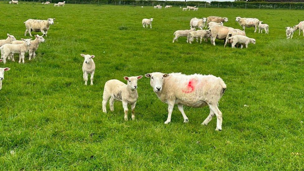 Sheep in a field