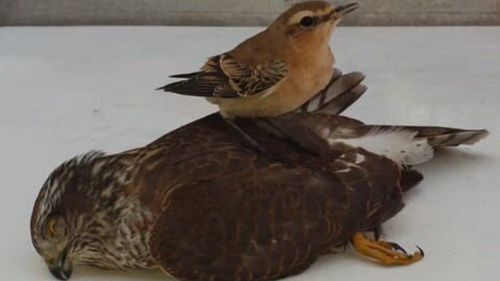 Northern wheatear and stunned sparrowhawk